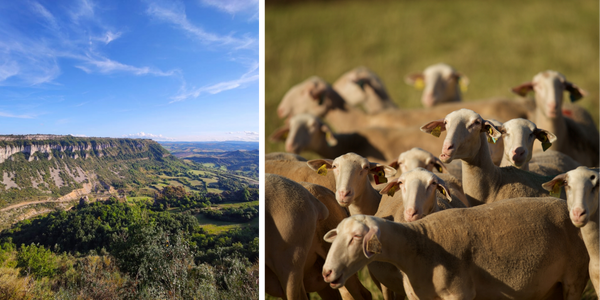 Les brebis dans un paysage au Relais de Valrence 