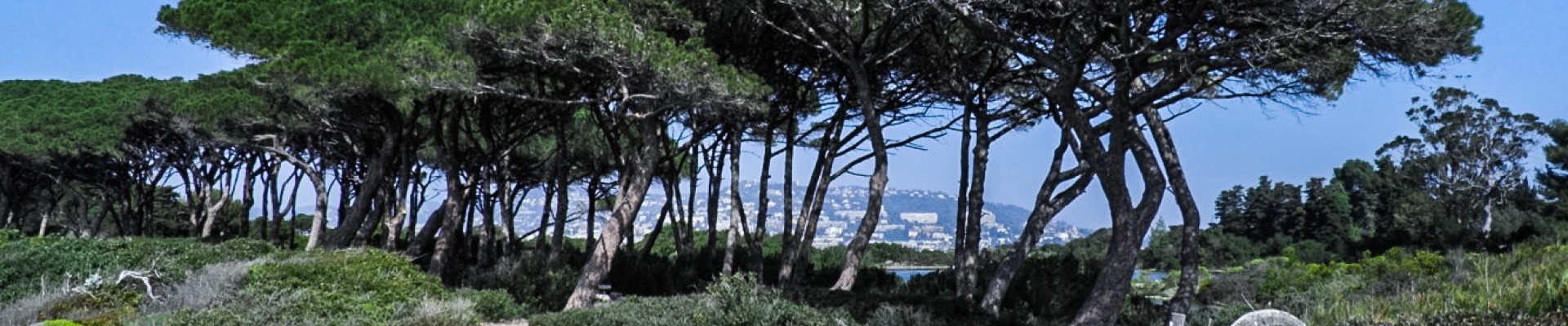 Rivages de l'ile Sainte Marguerite