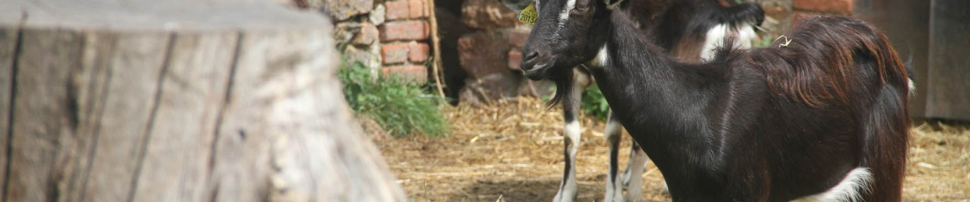 des chèvres dans un parc à la ferme pédagogique du Peu à Lathus