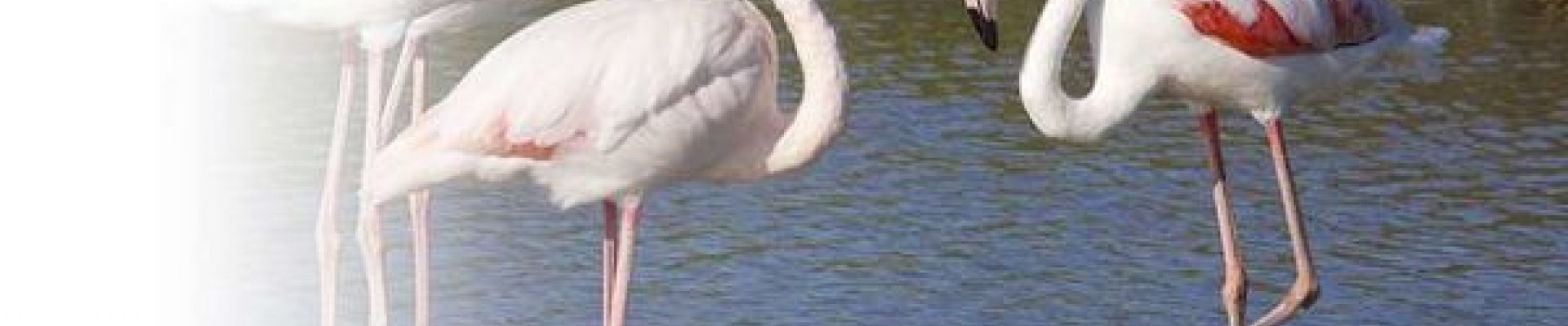 Voyage scolaire en Camargue