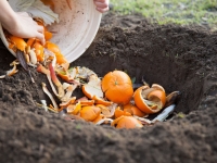 Composte des peu clémentines dans la terre