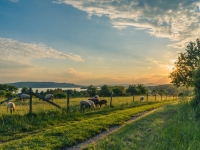 Campagne animaux