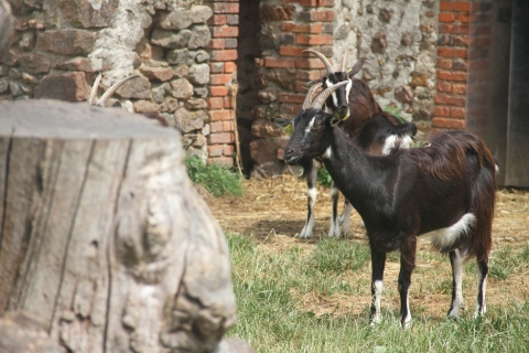 des chèvres dans un parc à la ferme pédagogique du Peu à Lathus