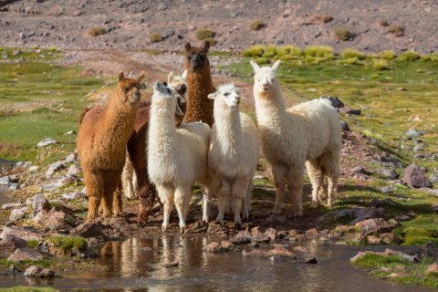 Photo des lamas 
