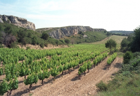 Vignes à Narbonne