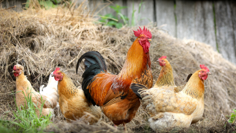 Photo des poulets de ferme