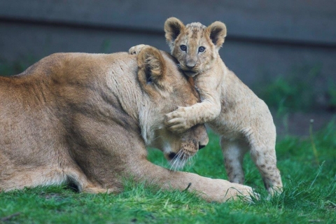 Zoo de Thoiry - Lionne et lionceau