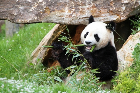 Parc Zoo De Beauval Panda Parc Animaliers