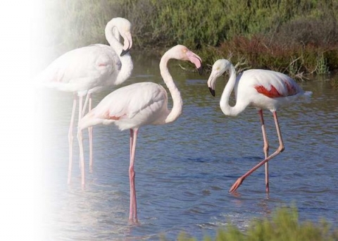 Voyage scolaire en Camargue 