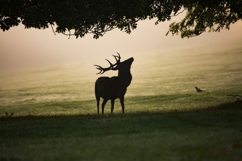 Cerf - Sologne - Sejour - Ethic Etapes Val de Loire Blois 